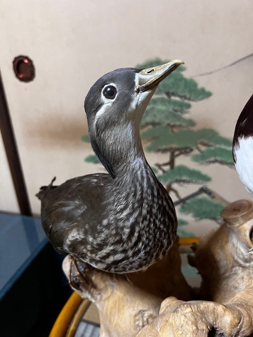 おしどり　剥製　美品　オリオフリネラ様