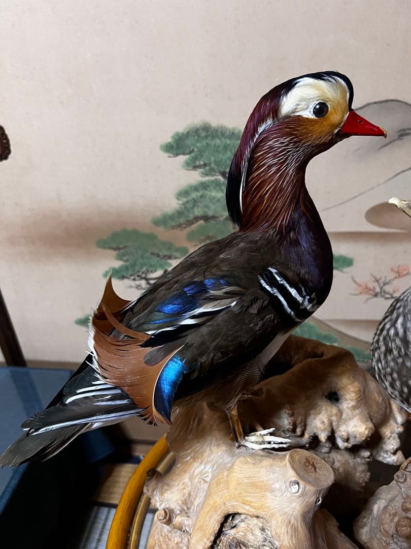 おしどり　剥製　美品　オリオフリネラ様