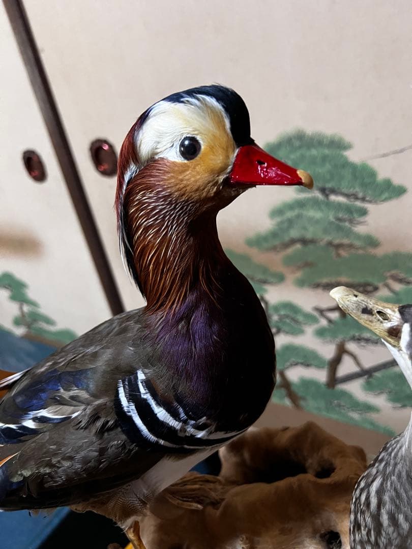 おしどり　剥製　美品　オリオフリネラ様