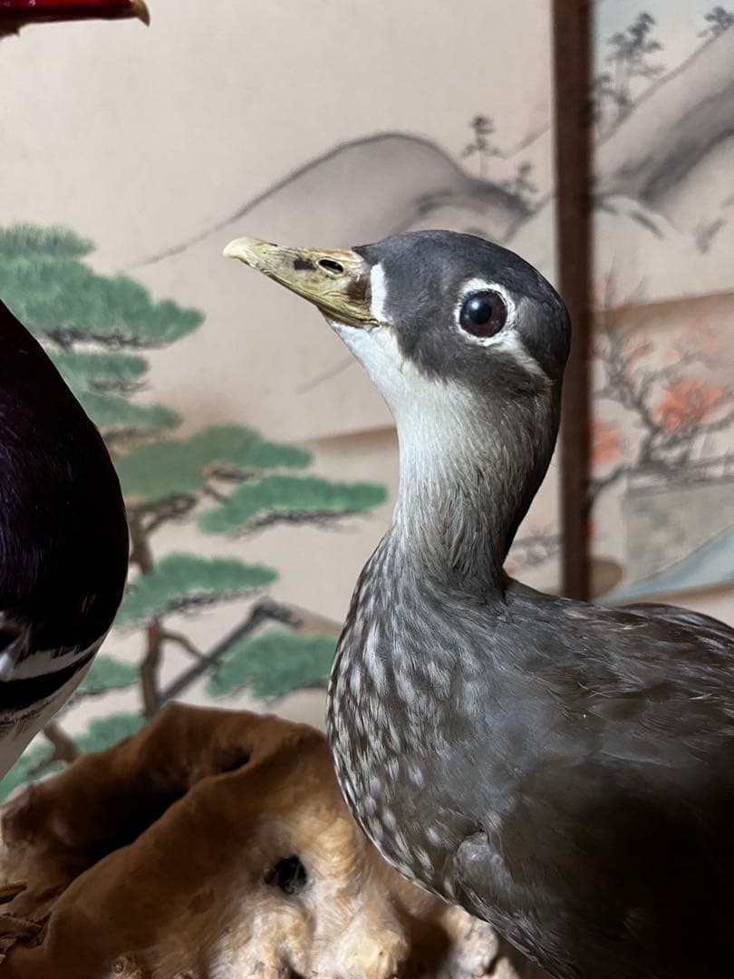 おしどり　剥製　美品　オリオフリネラ様