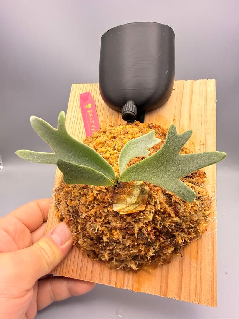 ビカクシダ P.willinckii 'Jenny' TC
