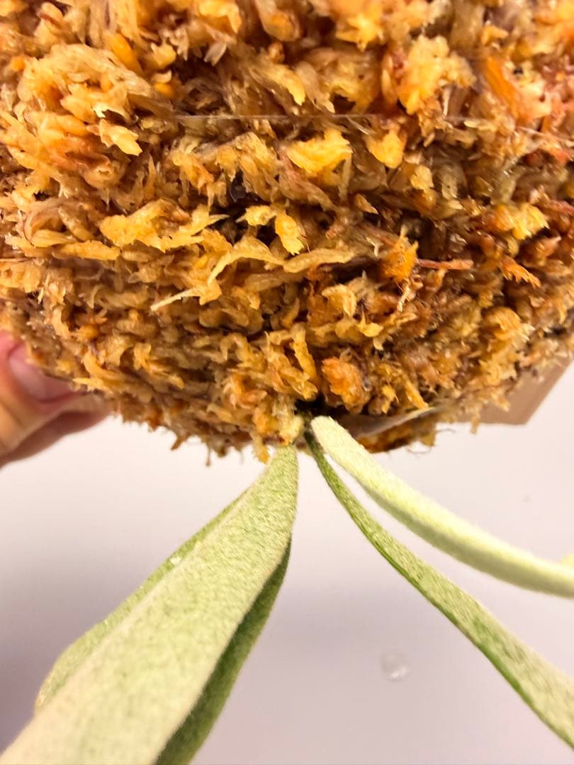 ビカクシダ P.willinckii 'Jenny' TC