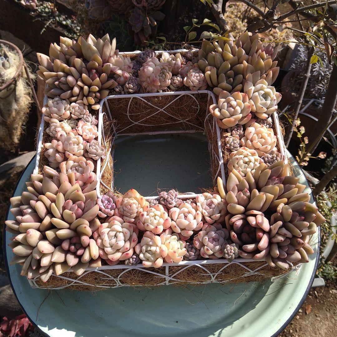 多肉植物寄せ植え　そのまま飾れる寄せ植え　スクエア型リース寄せ　匿名発送