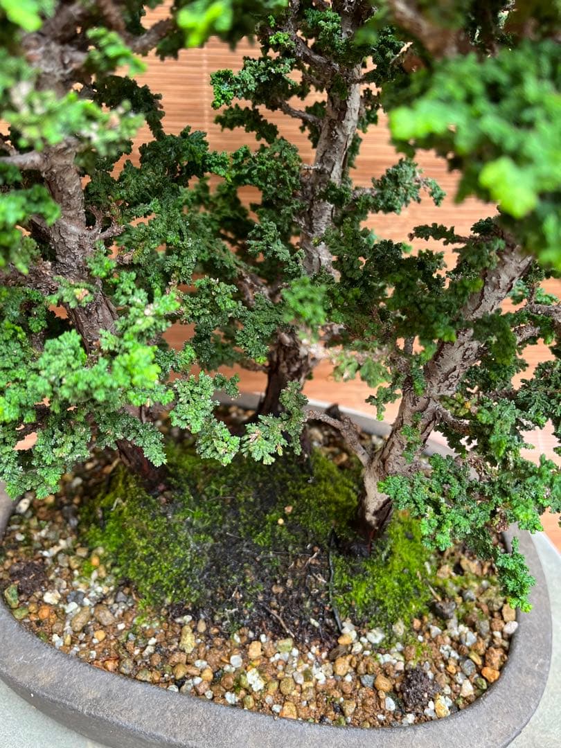 ※お値打ち※ 特別　格安　石化檜【盆栽】三幹　檜　黒松　真柏　BONSAI
