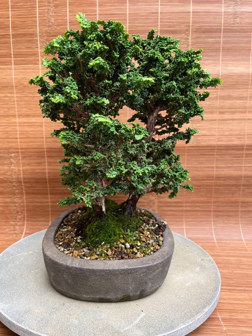 ※お値打ち※ 特別　格安　石化檜【盆栽】三幹　檜　黒松　真柏　BONSAI