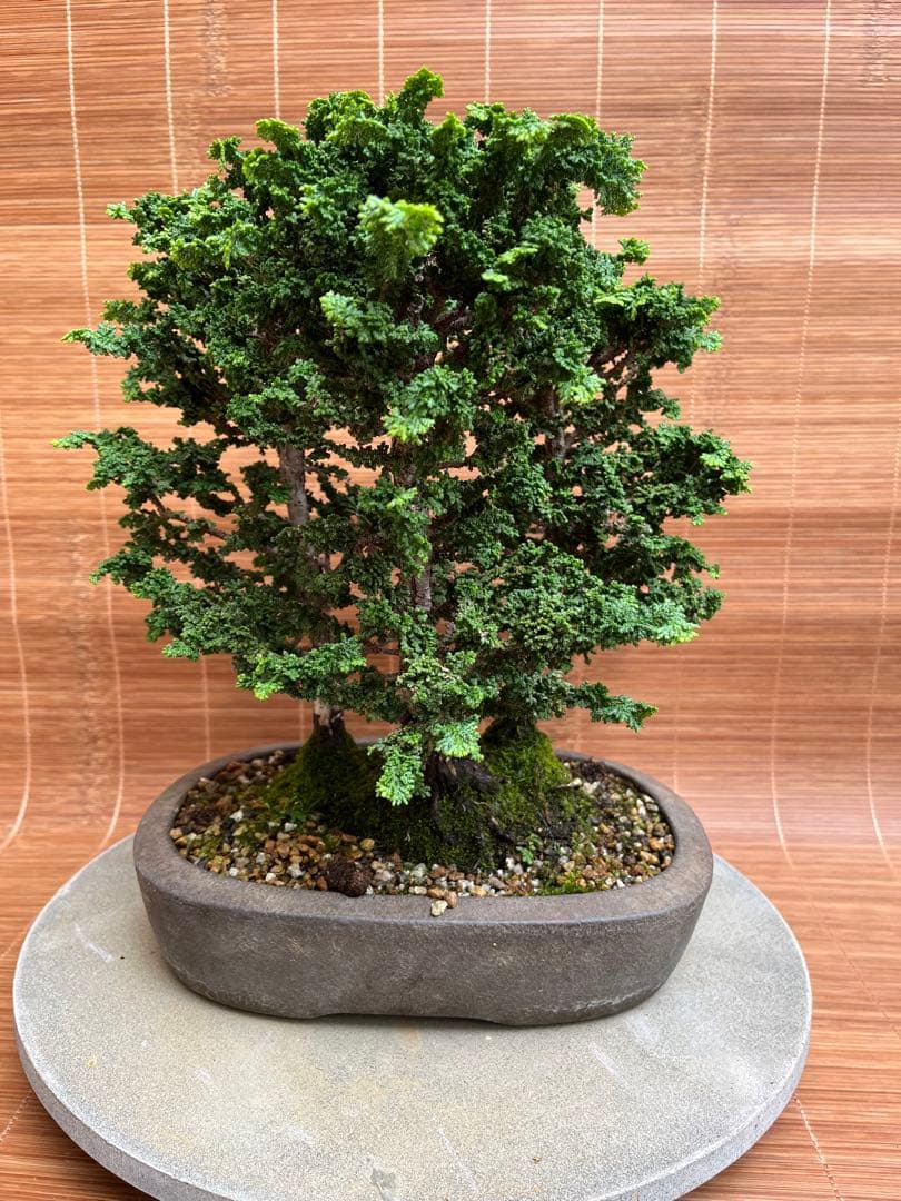 ※お値打ち※ 特別　格安　石化檜【盆栽】三幹　檜　黒松　真柏　BONSAI