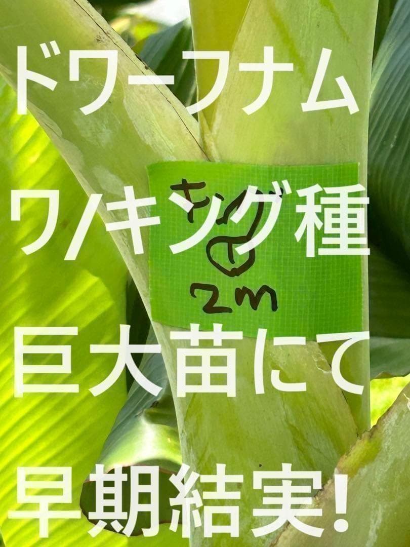 糖度の鬼◆140㎝巨大◆超、ドワーフ＝キングナムワ。バナナ苗◆耐寒強、関東露地