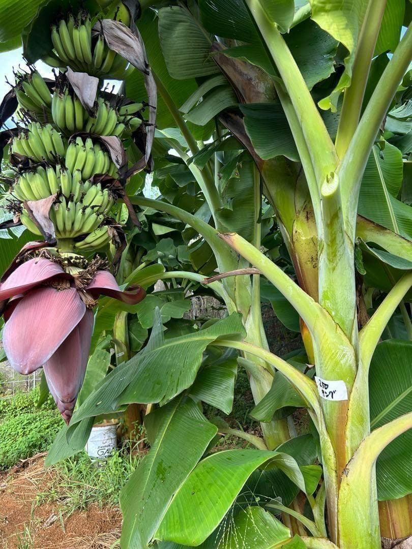 糖度の鬼◆140㎝巨大◆超、ドワーフ＝キングナムワ。バナナ苗◆耐寒強、関東露地