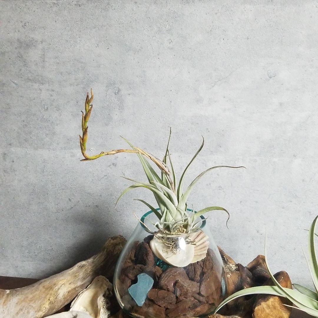 購入不可 チランジア カルビンスキアーナ(クランプ) 初入荷❗
