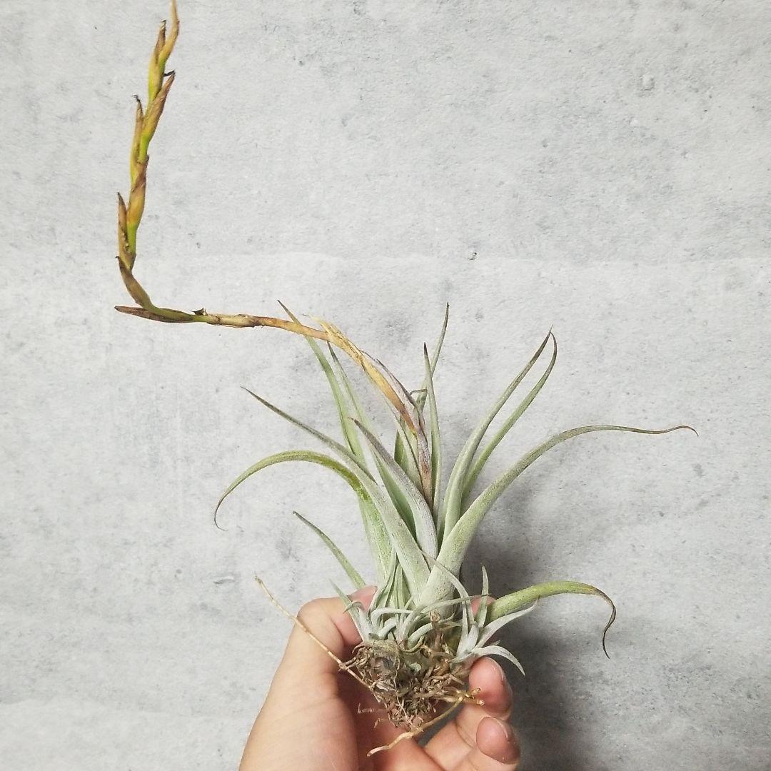購入不可 チランジア カルビンスキアーナ(クランプ) 初入荷❗