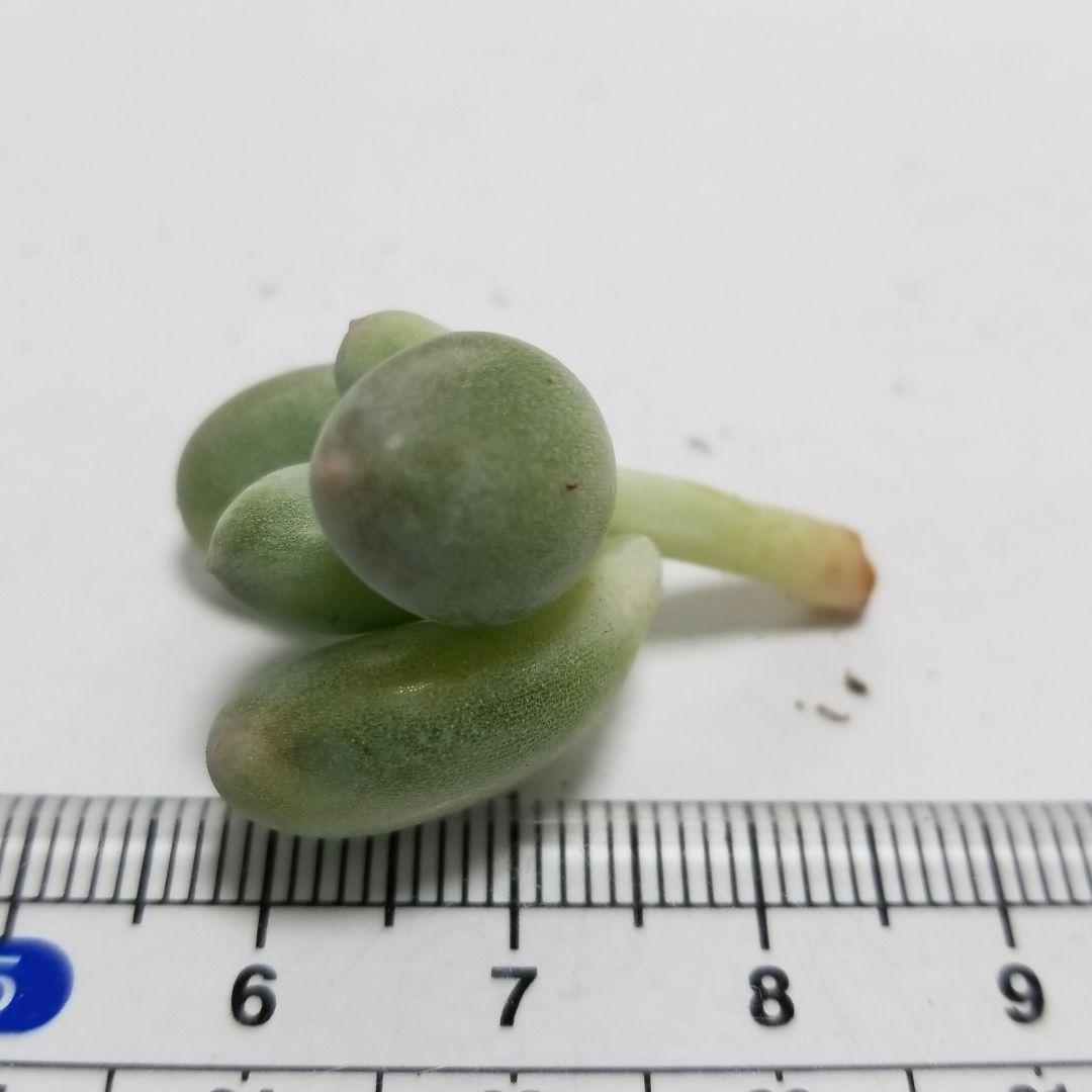 確認用　艶美人錦　多肉植物　パキフィツム