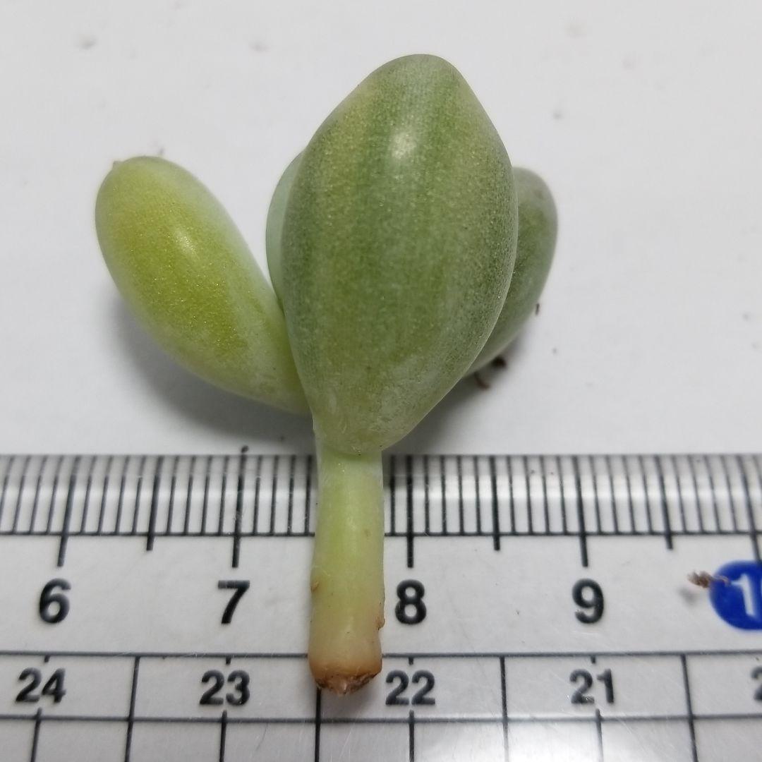 確認用　艶美人錦　多肉植物　パキフィツム