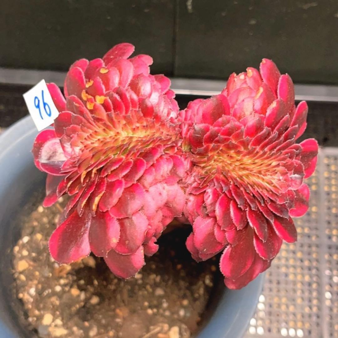 96#多肉植物アエオニウム錦❤️ 美姫錦セッカ ❤️12cm拔き苗