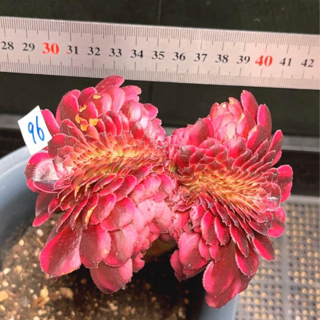 96#多肉植物アエオニウム錦❤️ 美姫錦セッカ ❤️12cm拔き苗
