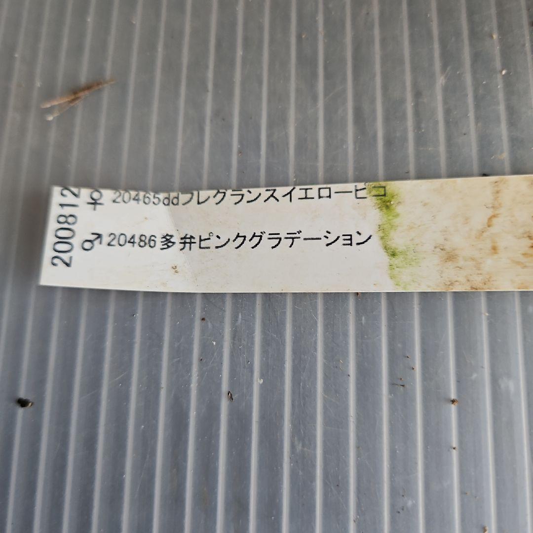 ㉖-633クリスマスローズ