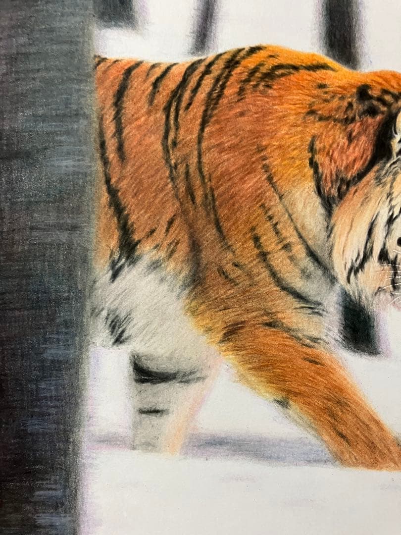 猛虎雪林を抜け 色鉛筆画