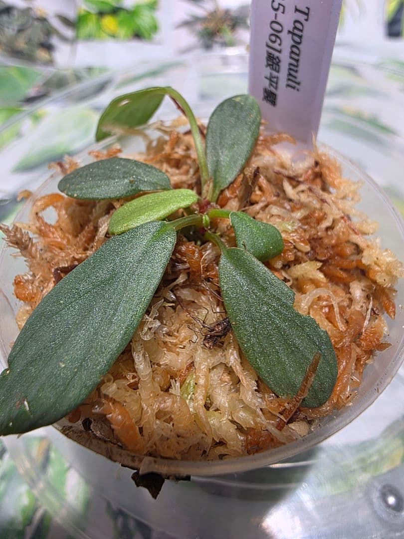 熱帯植物　ホマロメナsp.タパヌリ　スマトラ　ウタラ　銀平襞
