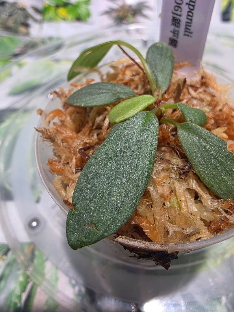 熱帯植物　ホマロメナsp.タパヌリ　スマトラ　ウタラ　銀平襞