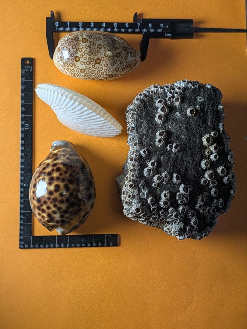 貝の標本【海洋生物教育標本】八丈宝貝、蛇の目宝貝、アオイガイ、フジツボの計4点！