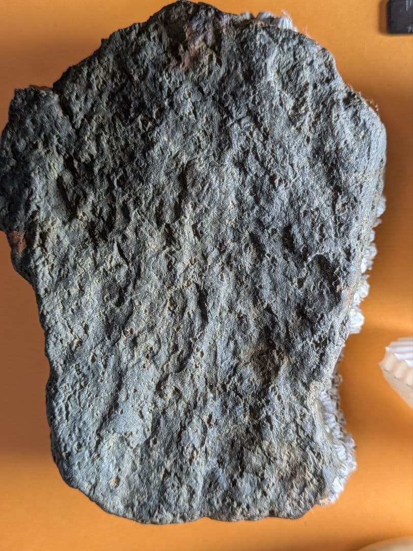 貝の標本【海洋生物教育標本】八丈宝貝、蛇の目宝貝、アオイガイ、フジツボの計4点！
