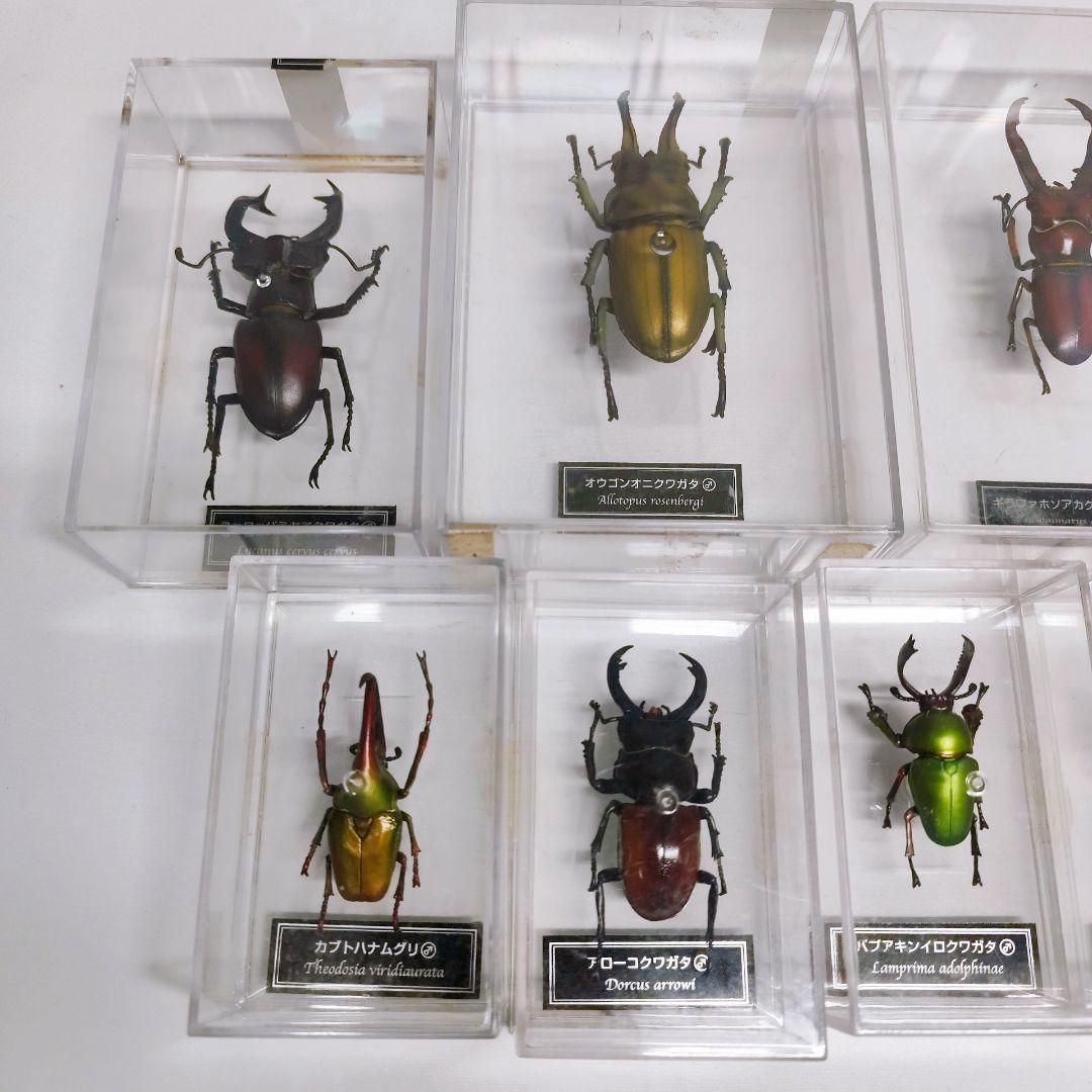 世界の昆虫 72体セット ディアゴスティーニ 標本 見本