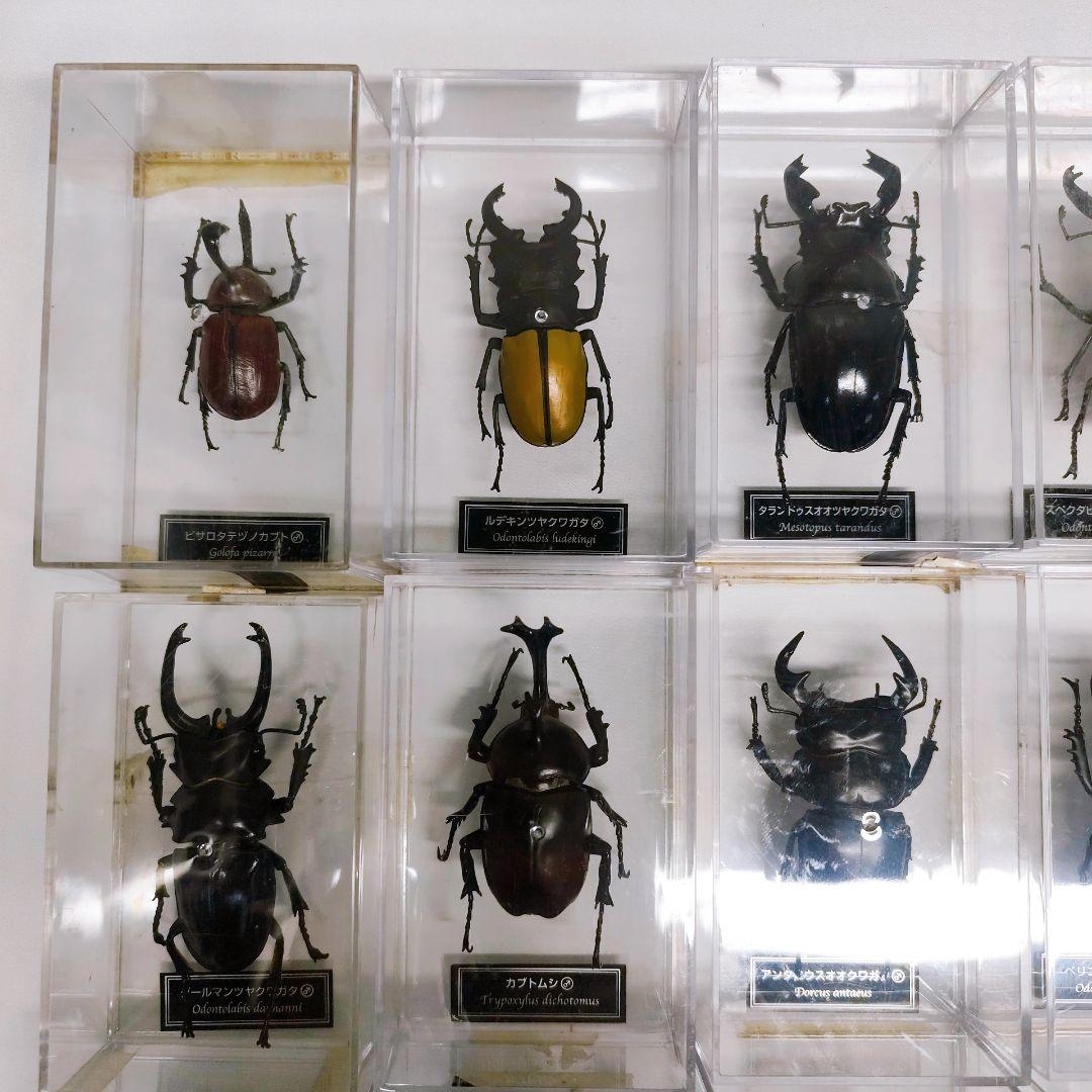 世界の昆虫 72体セット ディアゴスティーニ 標本 見本