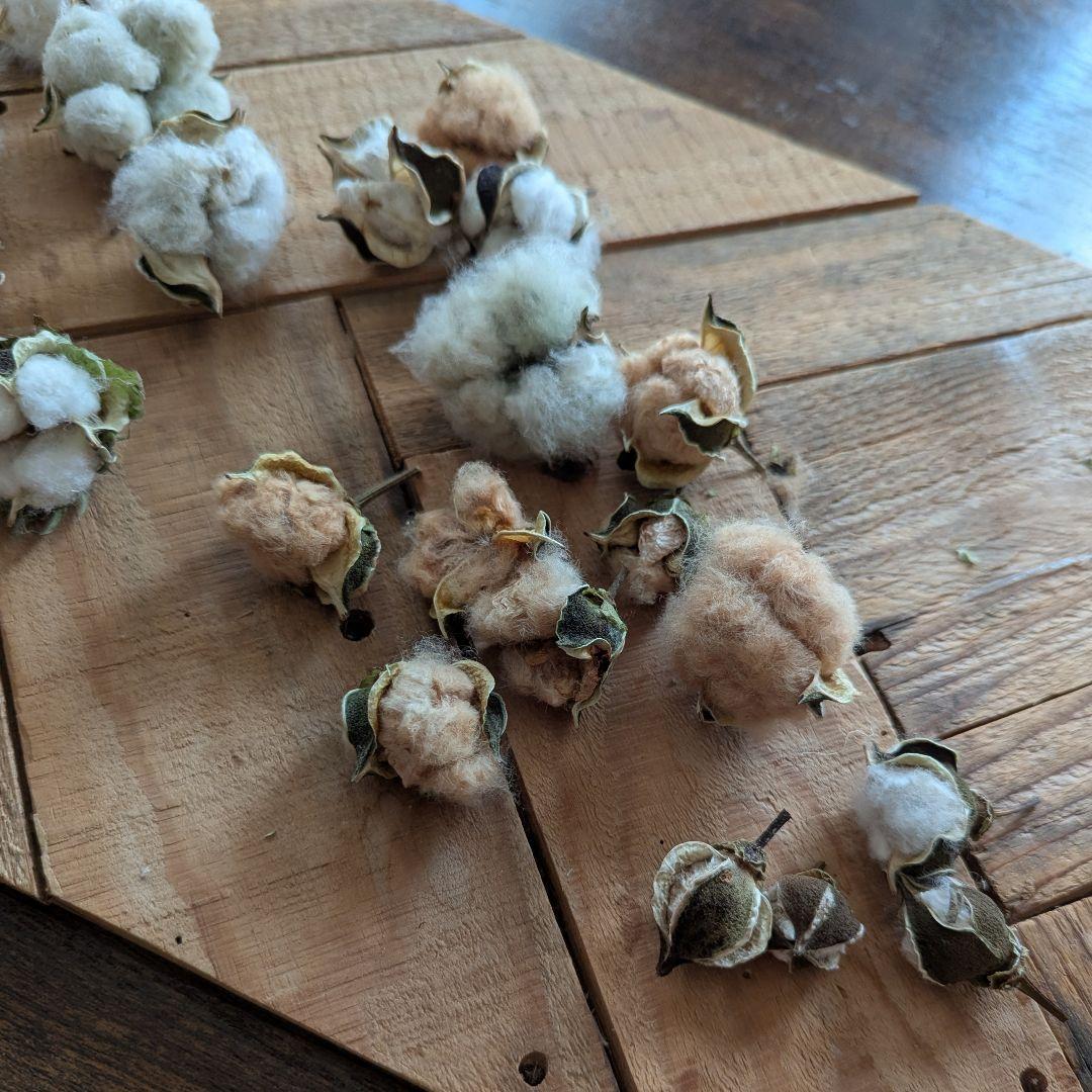 専用コットン　ドライフラワー花材