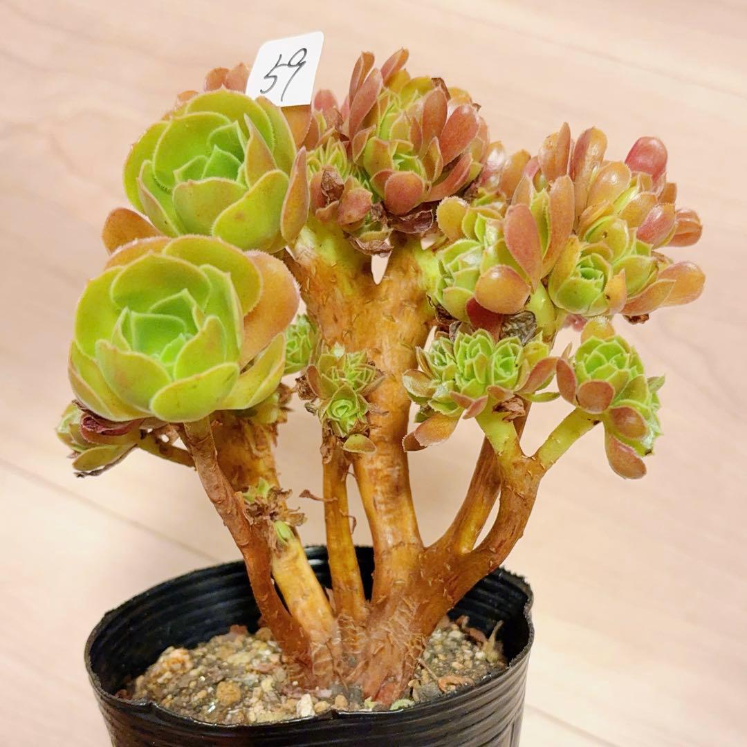 59#多肉植物アエオニウム❤️サラダボールセッカ❤️13cm 拔き苗