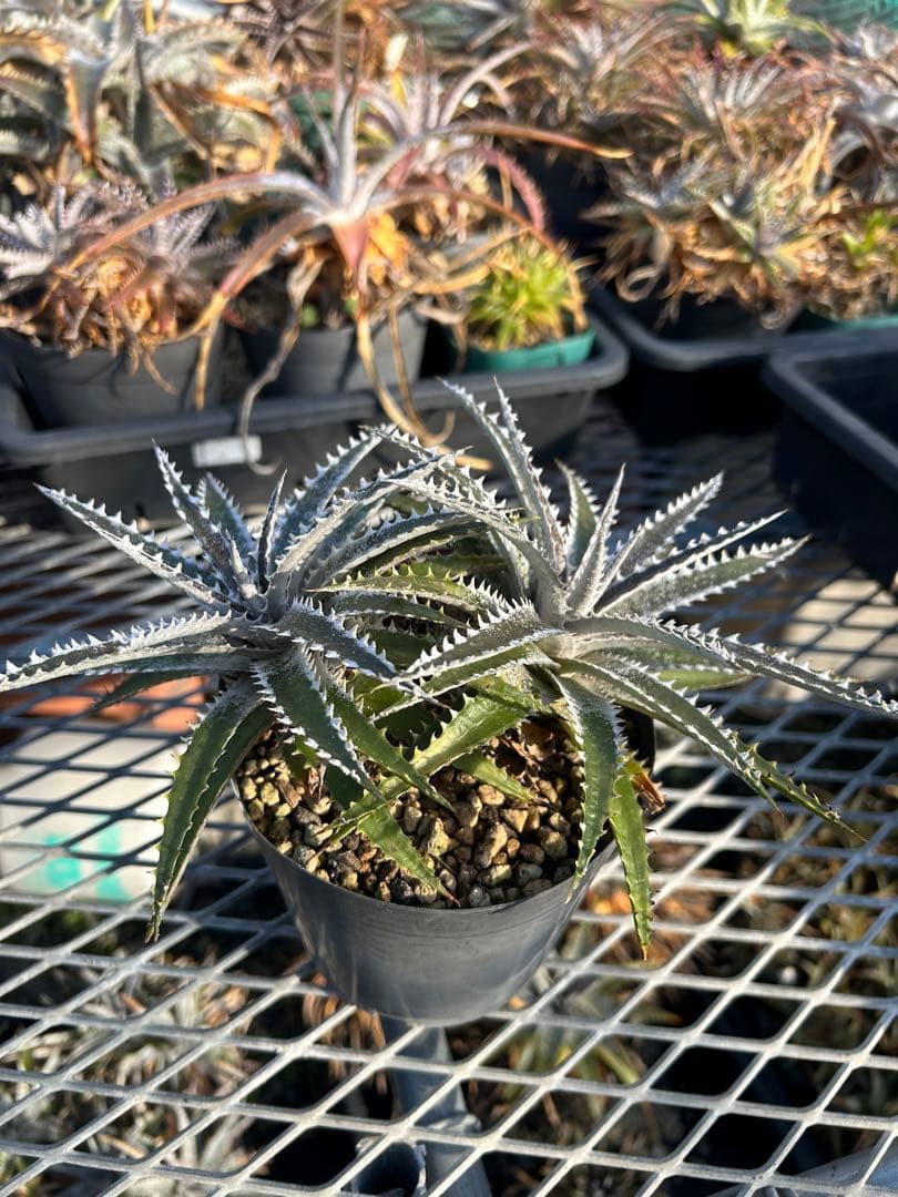 ディッキア Dyckia Code NW-40 Bill Baker ⑵