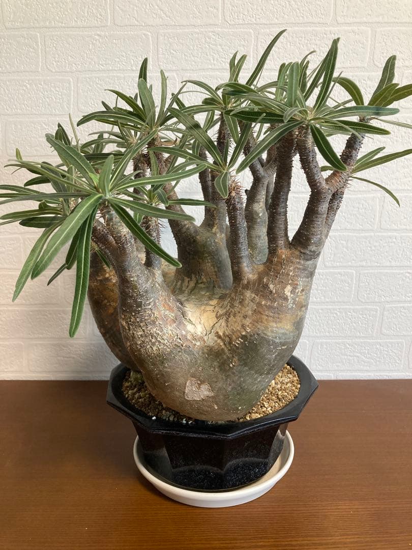 【植物引退】特大　グラキリス　現地球