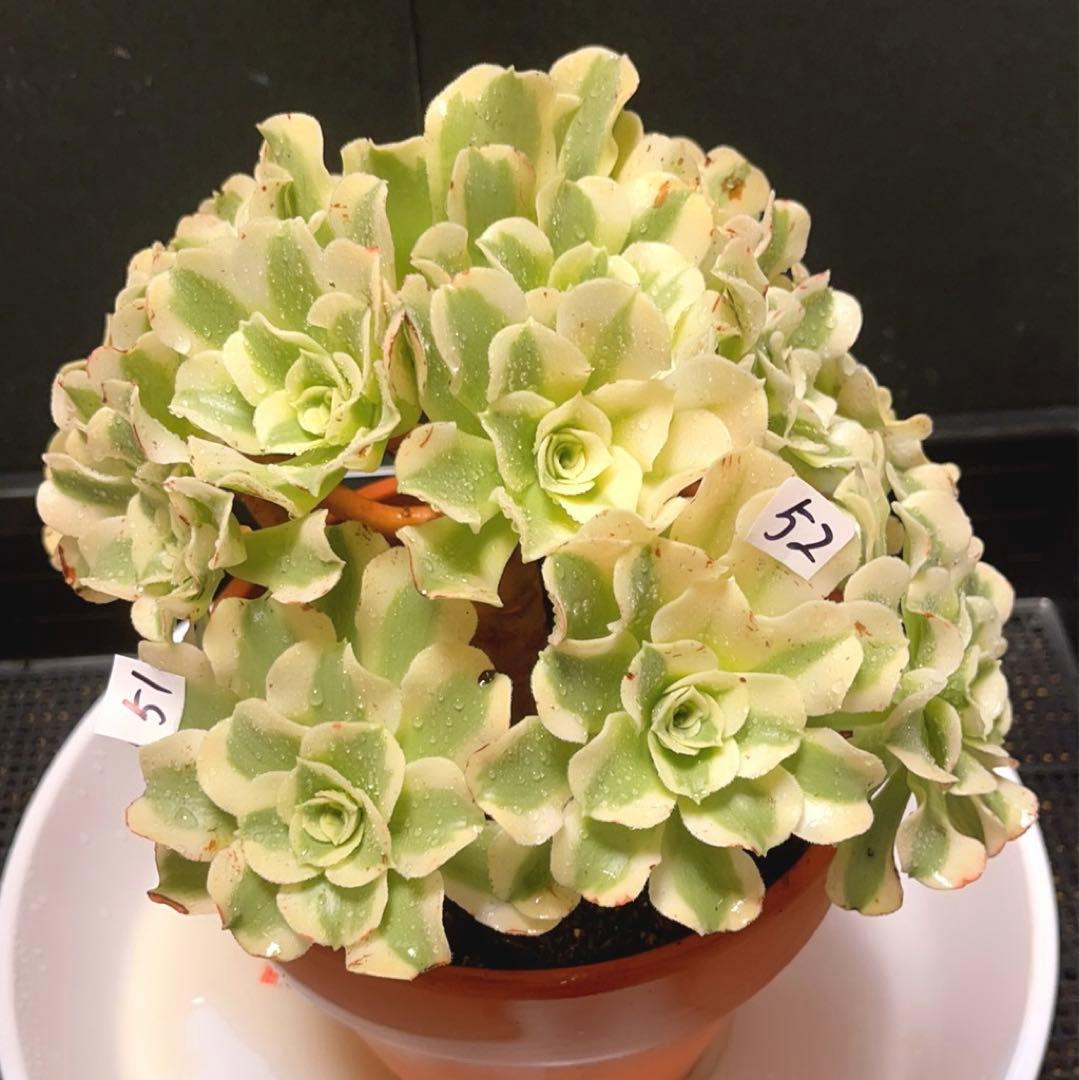 ❤️ 多肉植物❤️アエオニウム錦❤️ グリーン.メデューサ❤ 状態図