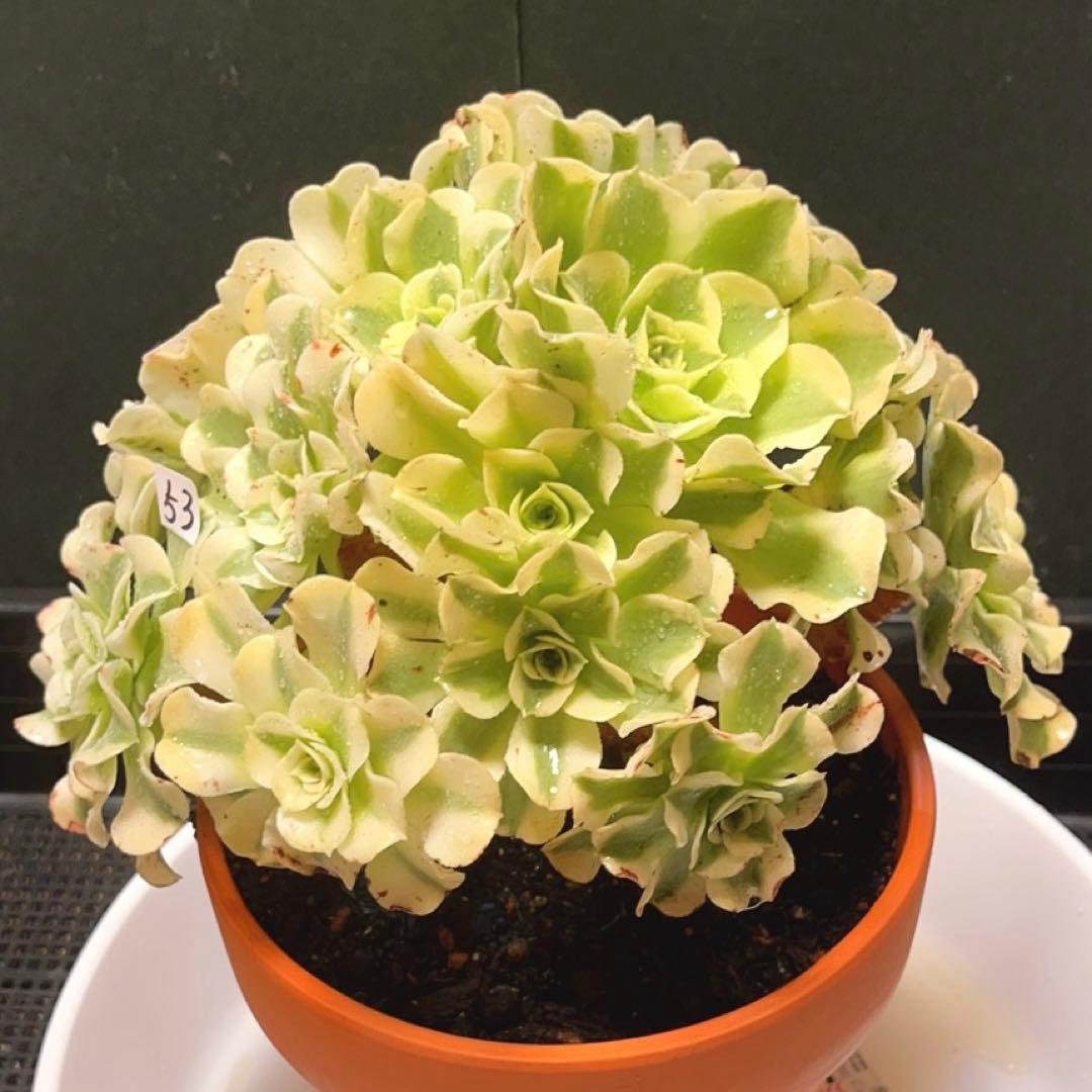 ❤️ 多肉植物❤️アエオニウム錦❤️ グリーン.メデューサ❤ 状態図