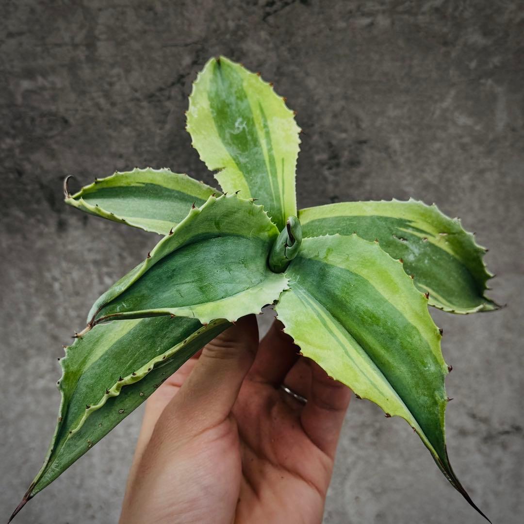 ビ*ー様 多肉植物・アガベ・【特選】・オルカ・斑入り・SSS級美株・天芽・W23