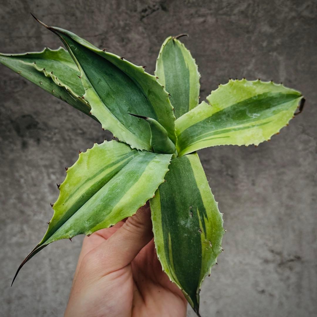 ビ*ー様 多肉植物・アガベ・【特選】・オルカ・斑入り・SSS級美株・天芽・W23