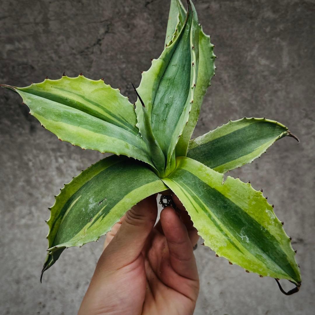 ビ*ー様 多肉植物・アガベ・【特選】・オルカ・斑入り・SSS級美株・天芽・W23