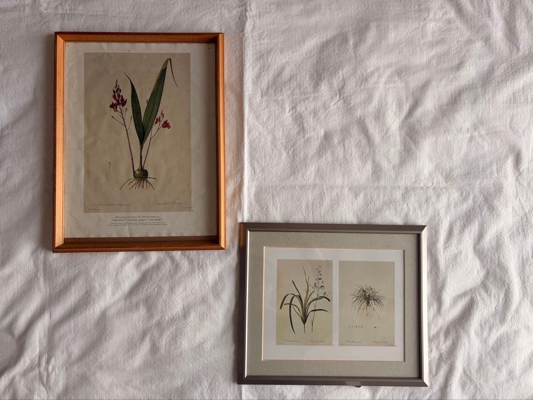 4点セット◆柔らかな雰囲気のボタニカルアート　植物画　ポスター検）ザラホーム