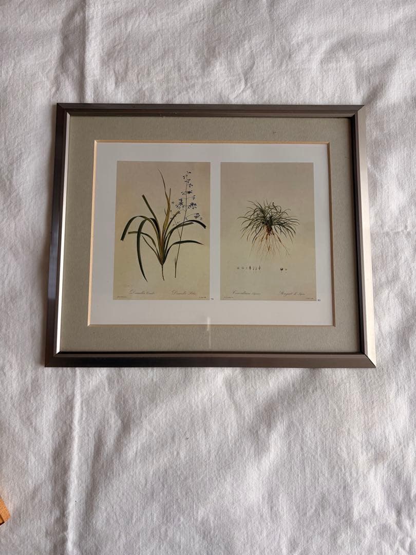 4点セット◆柔らかな雰囲気のボタニカルアート　植物画　ポスター検）ザラホーム