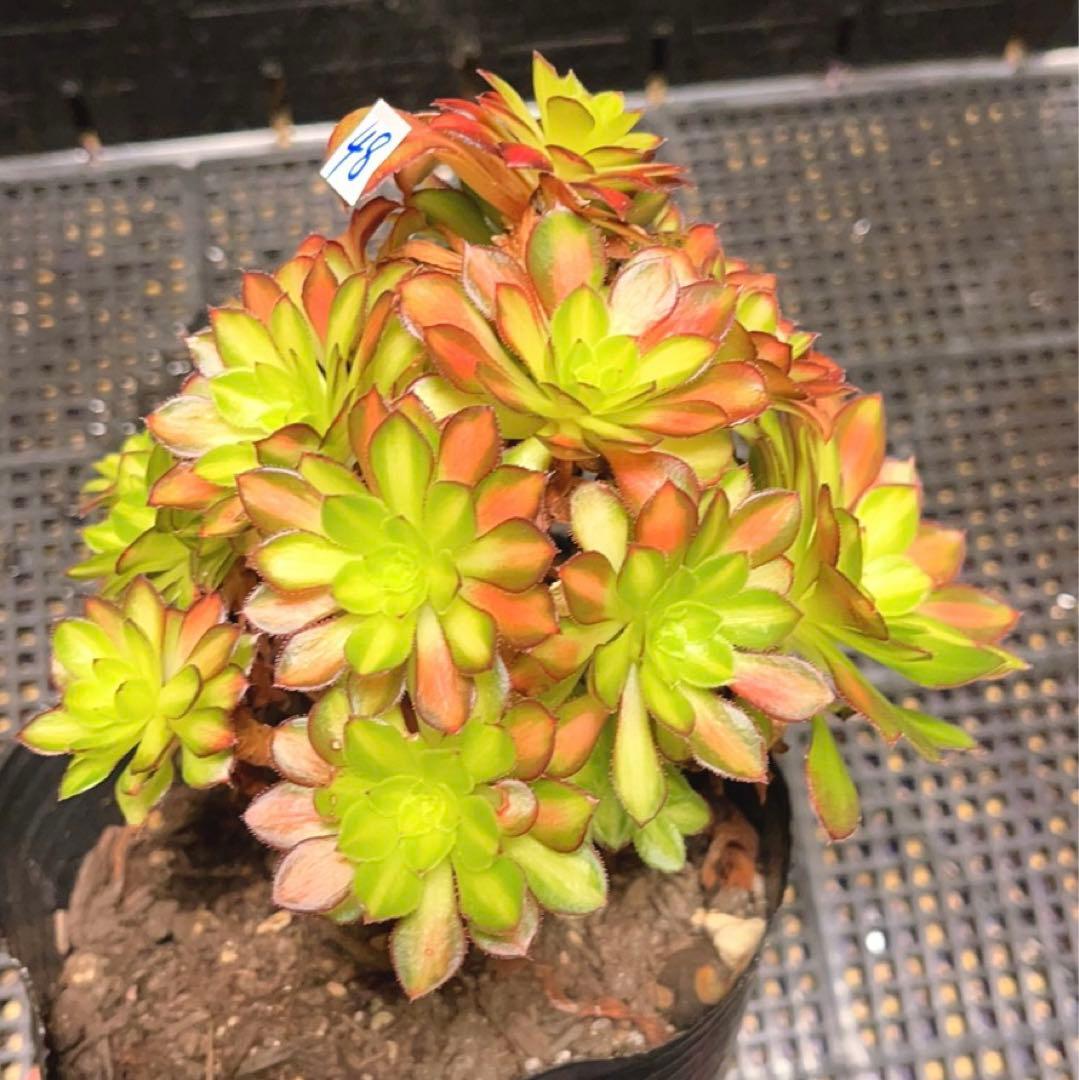 48#多肉植物アエオニウム錦❤️童言❤️ガーネット中斑錦 ❤️15頭14cm拔き苗