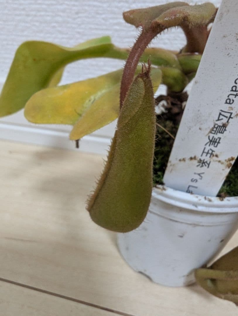 招き猫　N. truncata 食虫植物