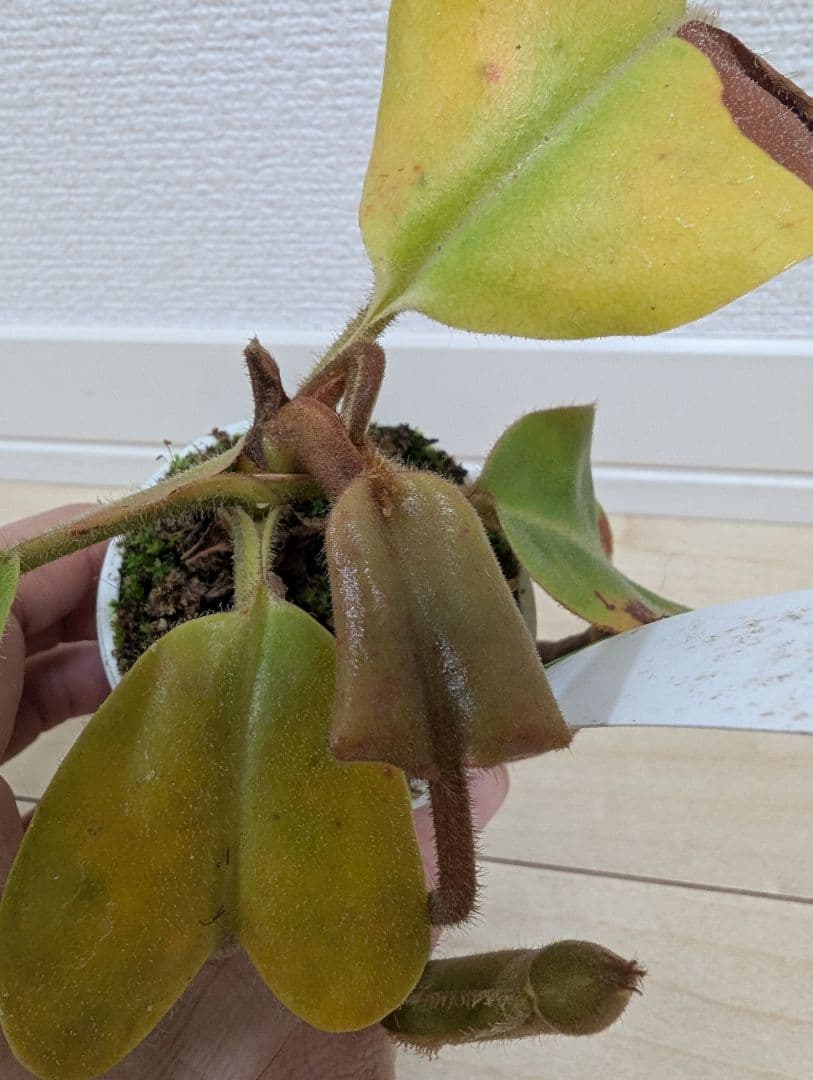 招き猫　N. truncata 食虫植物