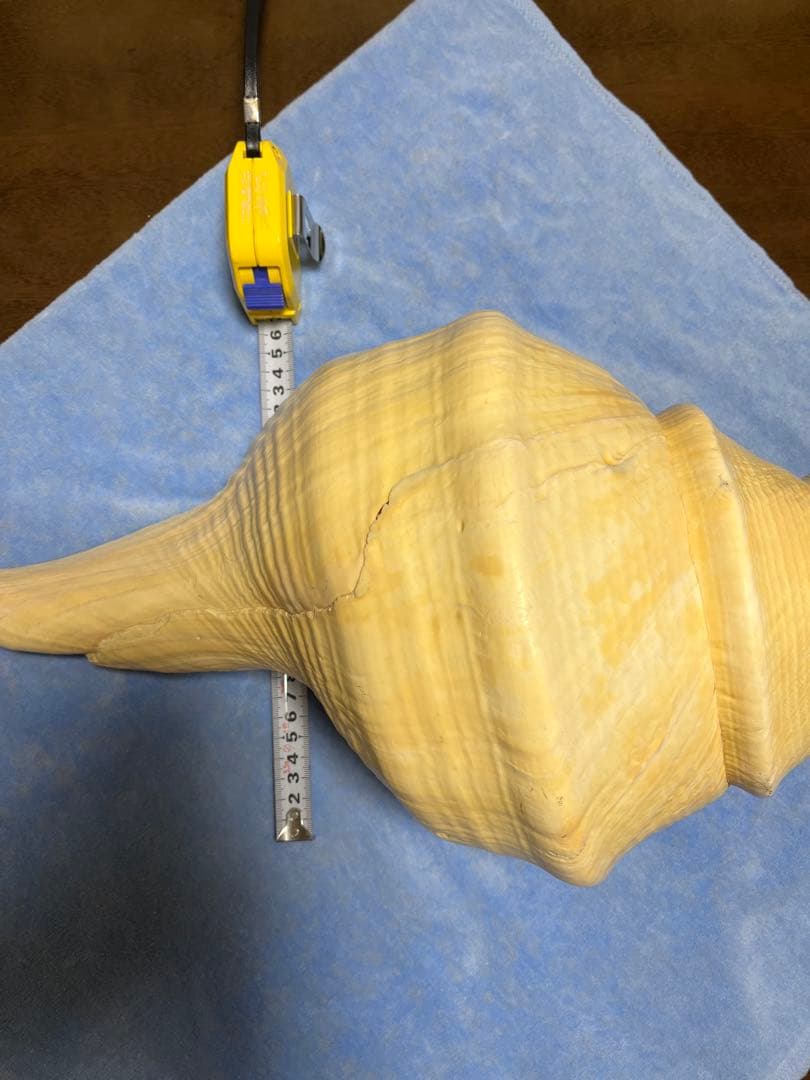 アラフラオオニシ貝　ホラ貝　特大約54cm