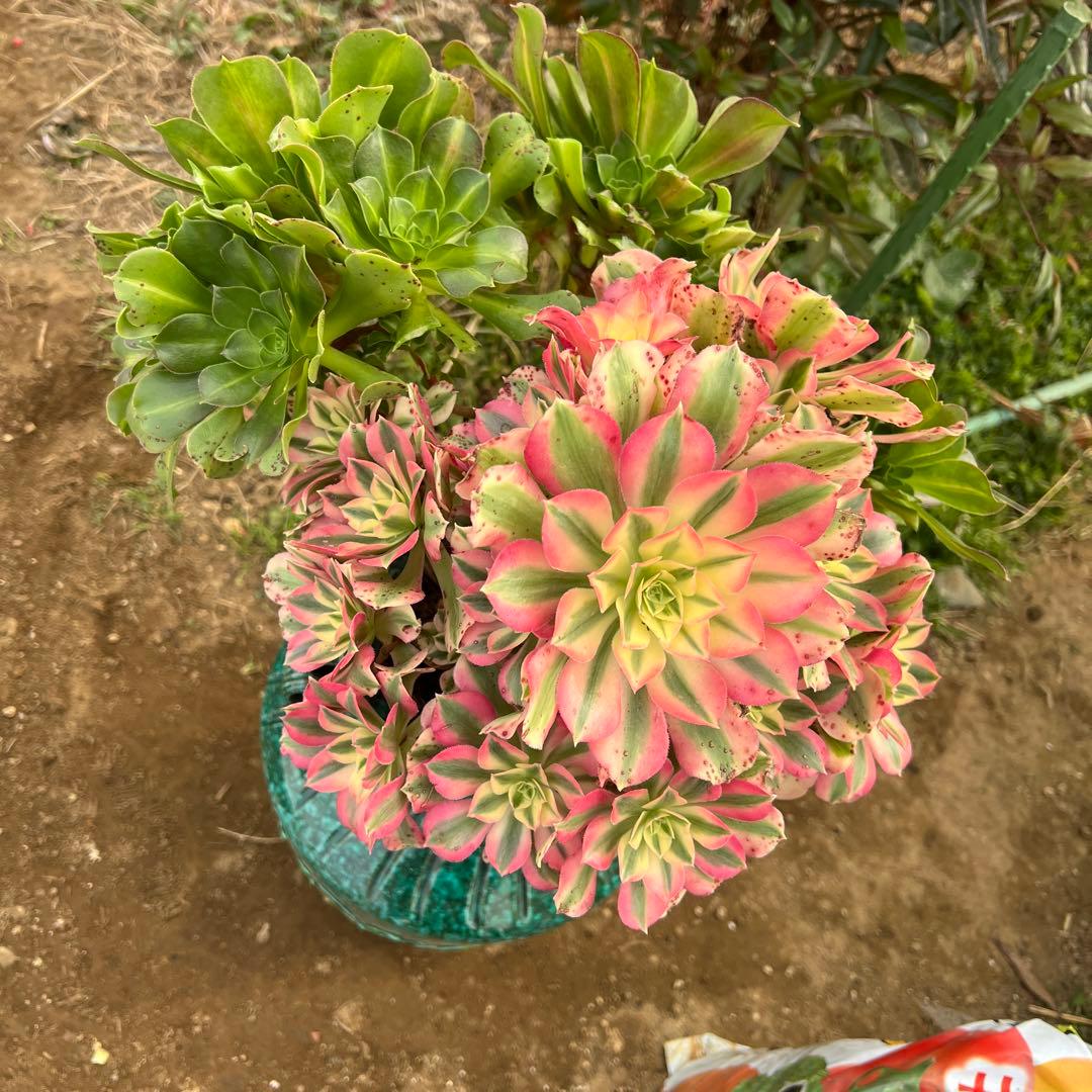 多肉植物。 ピンク魔女七彩法師錦。群生