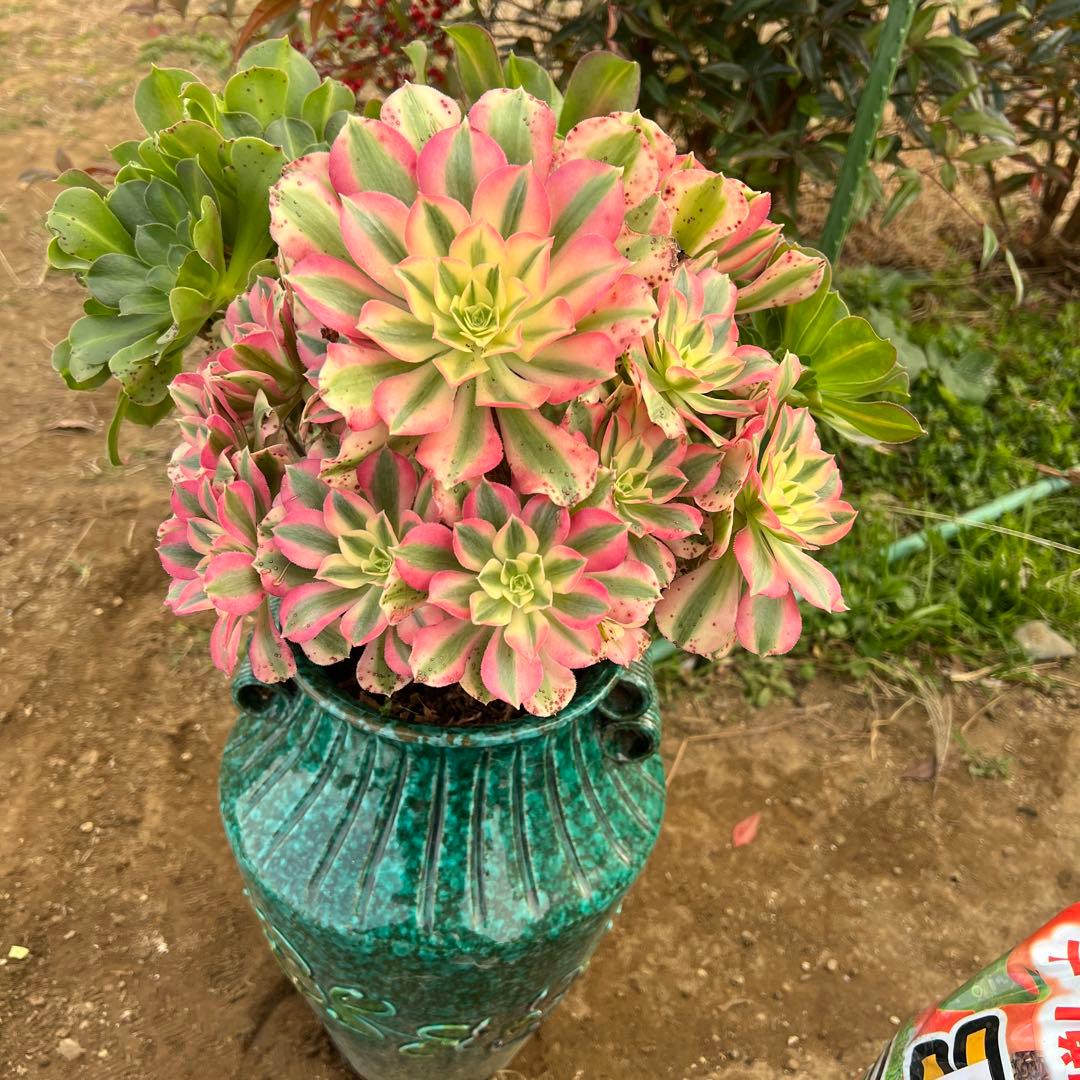 多肉植物。 ピンク魔女七彩法師錦。群生