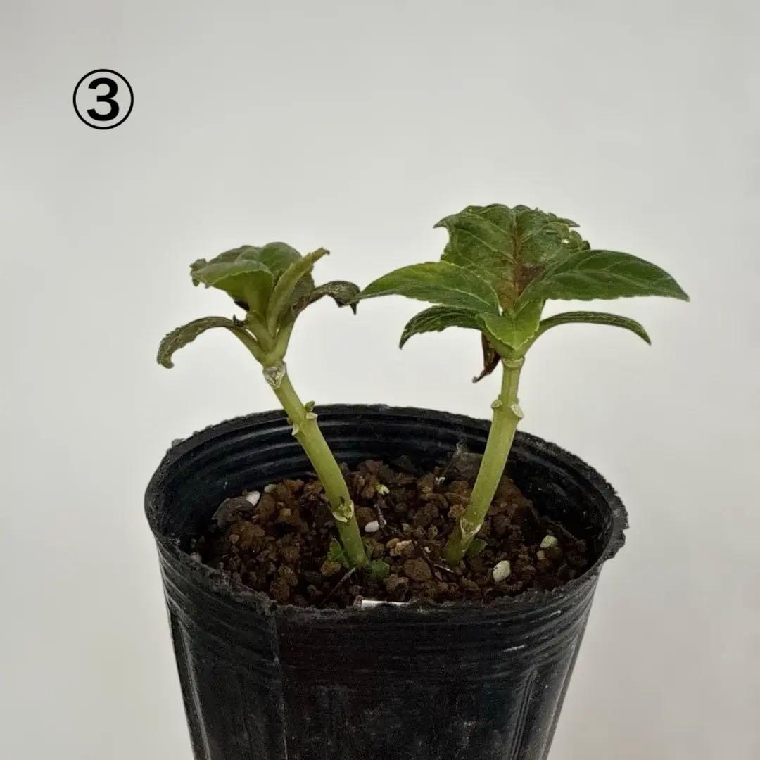 アクア