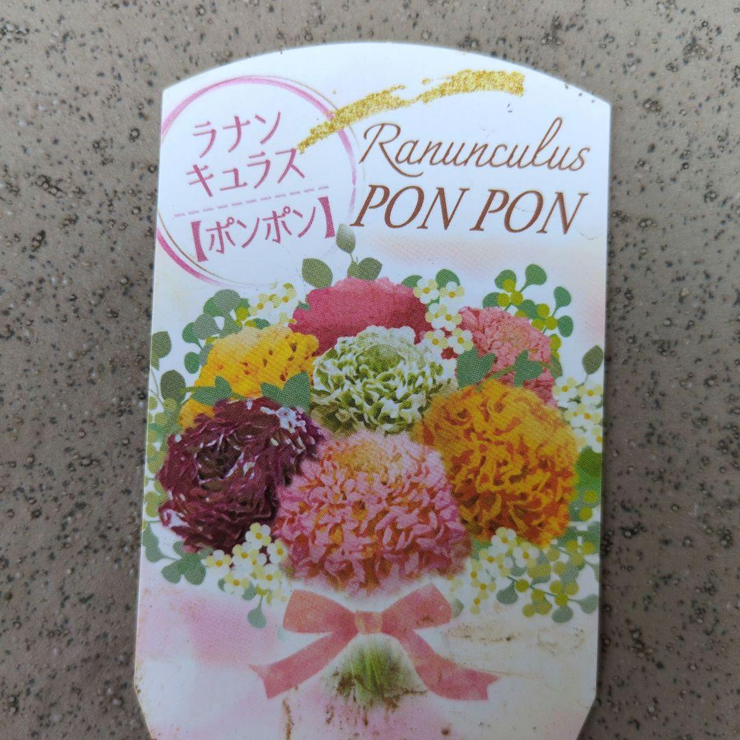 花苗　ラナンキュラス　ポンポン　４号　３ポットセット　花芽付き