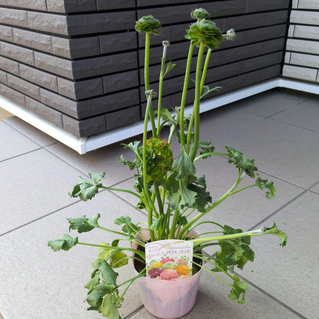 花苗　ラナンキュラス　ポンポン　４号　３ポットセット　花芽付き