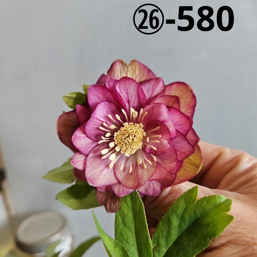 ㉖-580クリスマスローズ