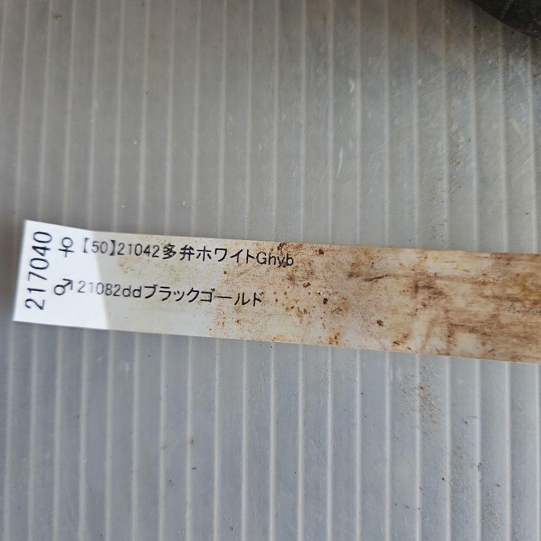 ㉖-580クリスマスローズ