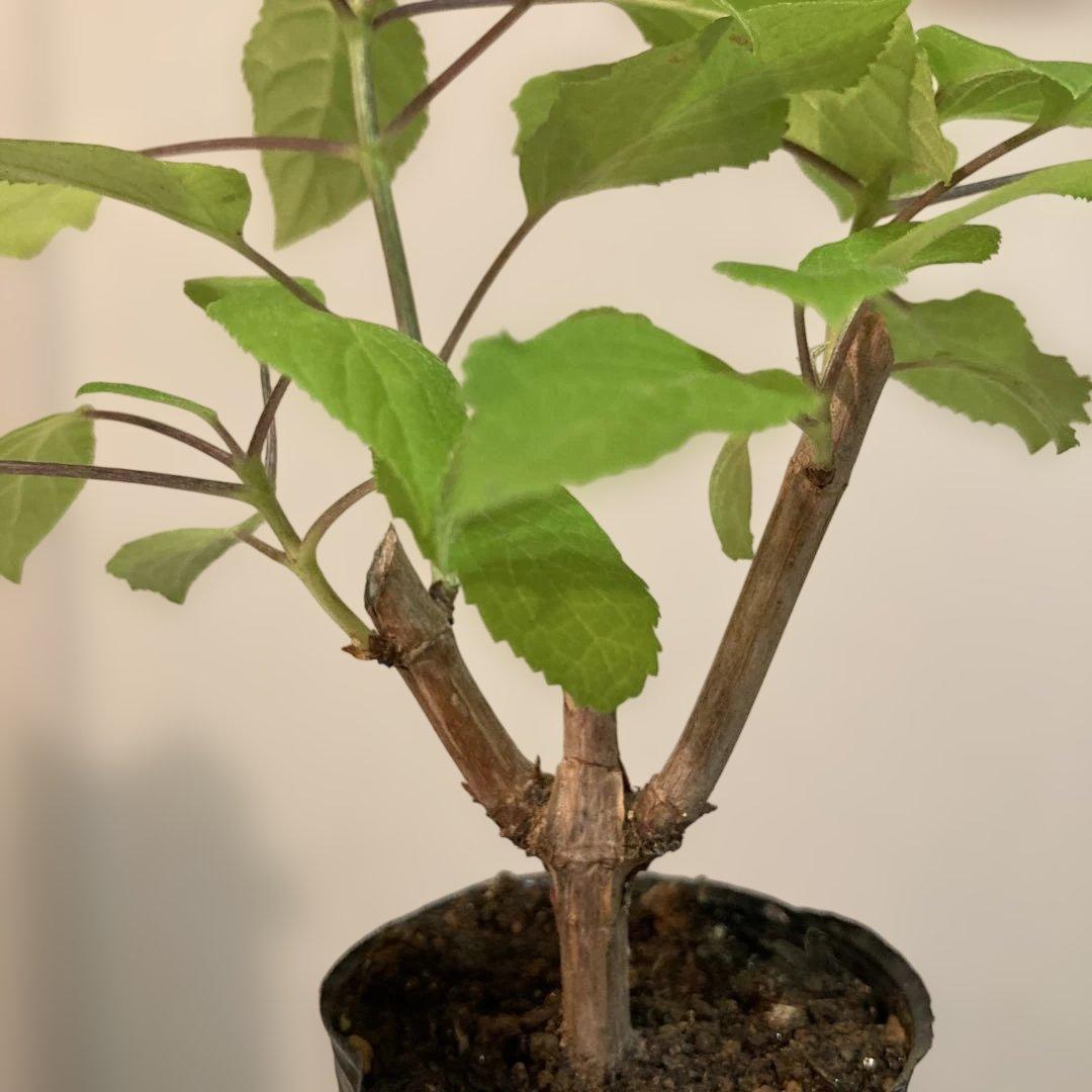 紫陽花アナベル挿し木苗⑫