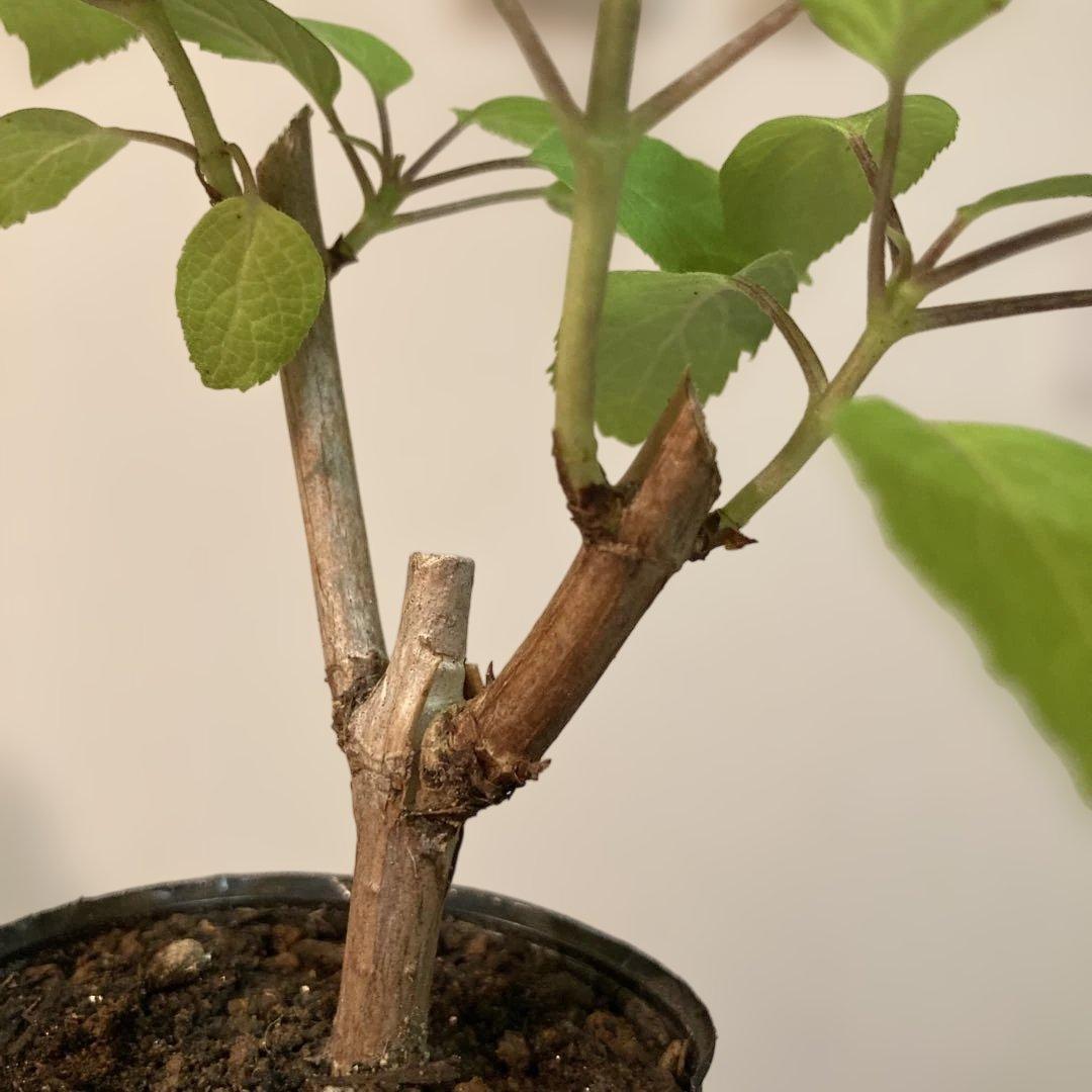 紫陽花アナベル挿し木苗⑫